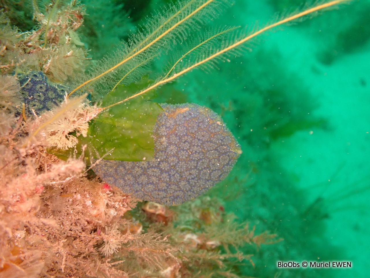 Botrylle étoilé Saint Pabu