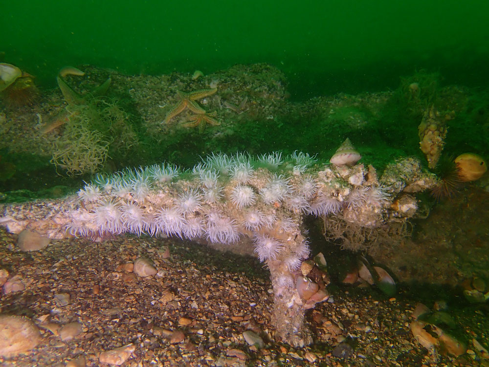 20210829 Dieppe IMG 2587