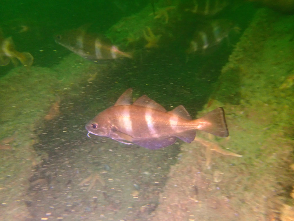 20210829 Dieppe IMG 2601