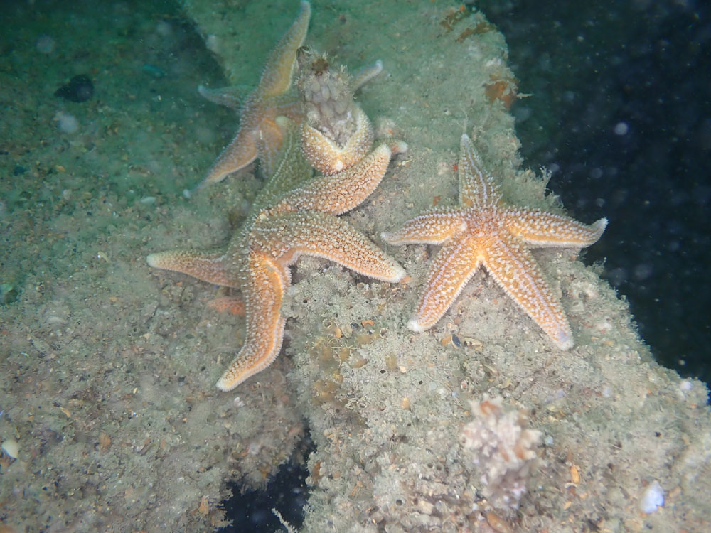 20210829 Dieppe P8290020