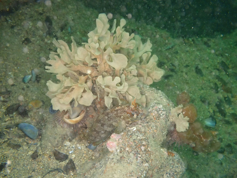 20210829 Dieppe P8290036