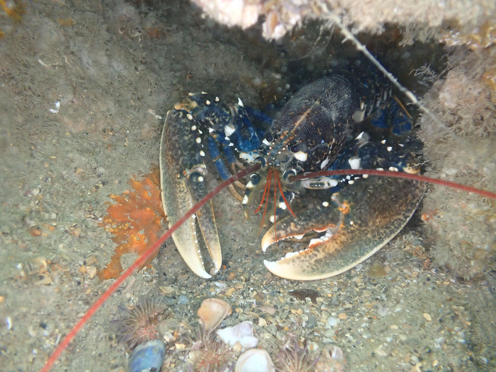 20210829 Dieppe P8290044