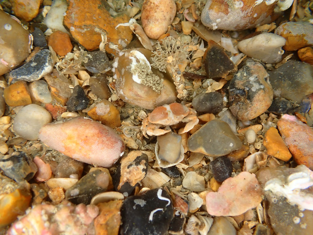 20210829 Dieppe P8290049