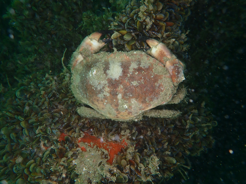 20210829 Dieppe P8290078