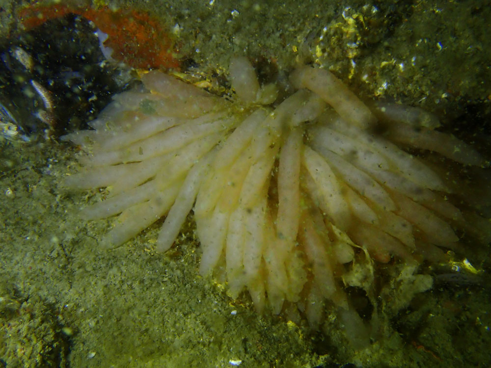 202205 08 Dieppe IMG 6040