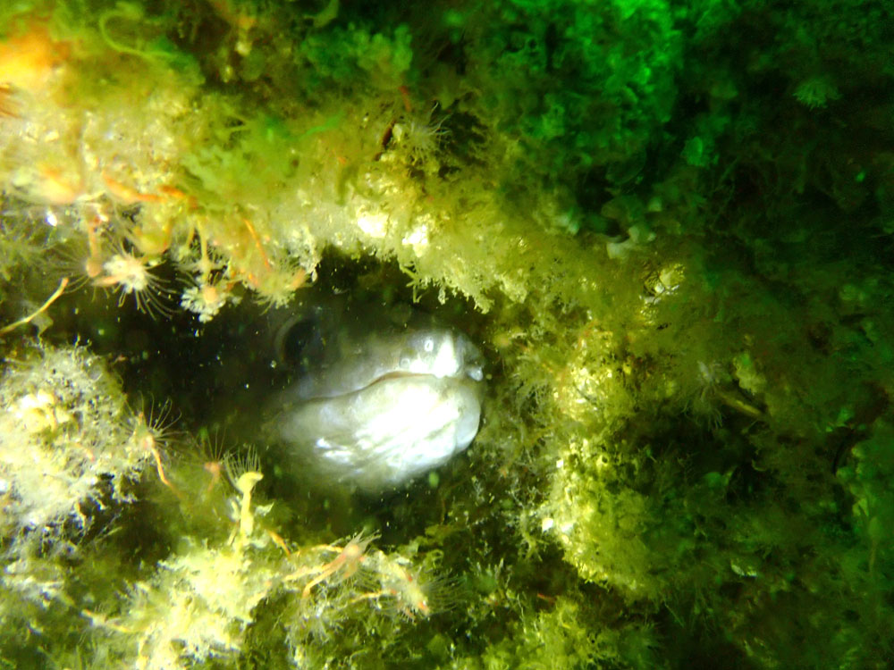 202205 08 Dieppe IMG 6056