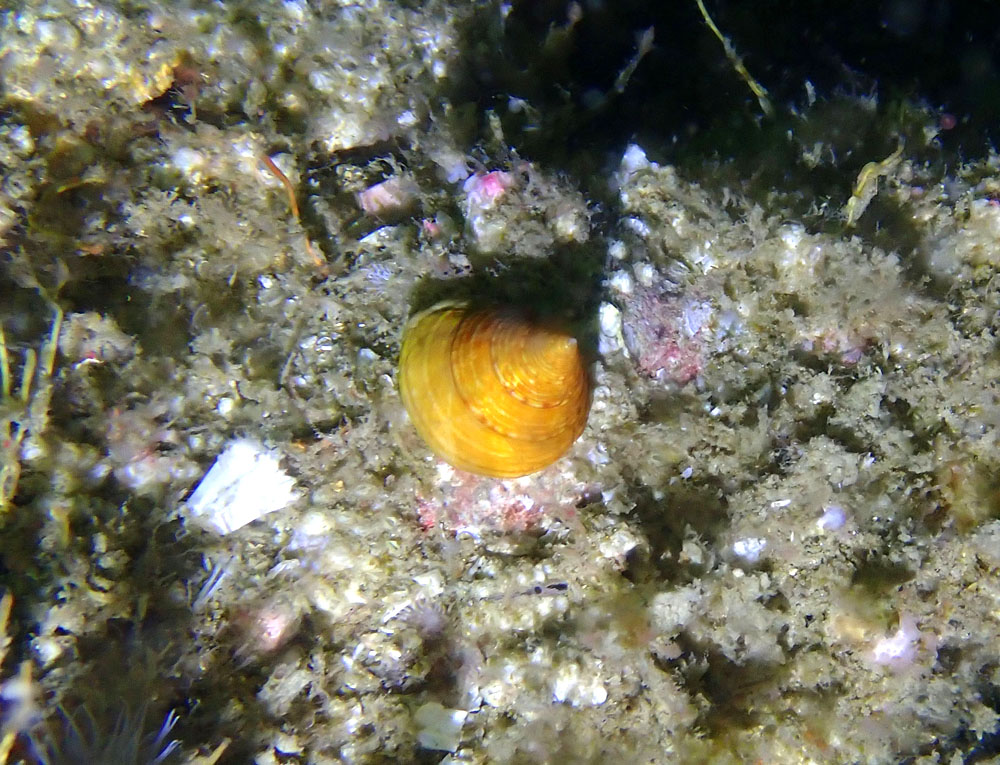 202205 08 Dieppe IMG 6066