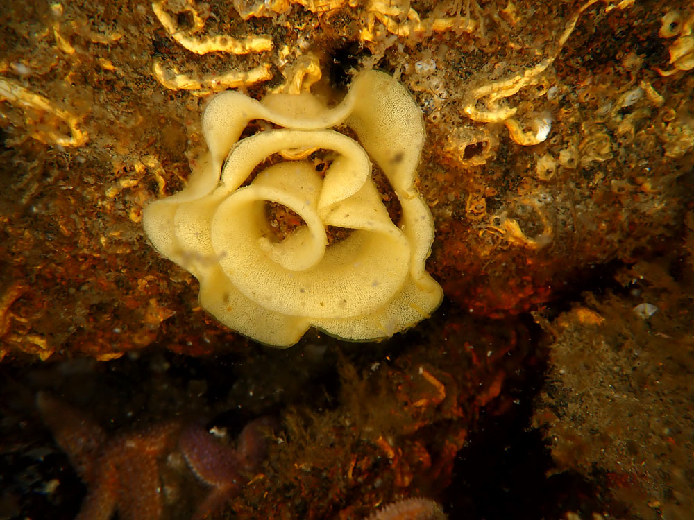 202205 08 Dieppe P5080246